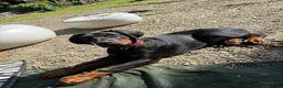 Dobermann dogs for sale: 6 month old Doberman in Blackpool - Advert 3