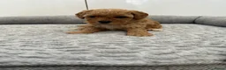 Cockapoo dogs for sale: Stunning miniature cockapoos - Advert 2