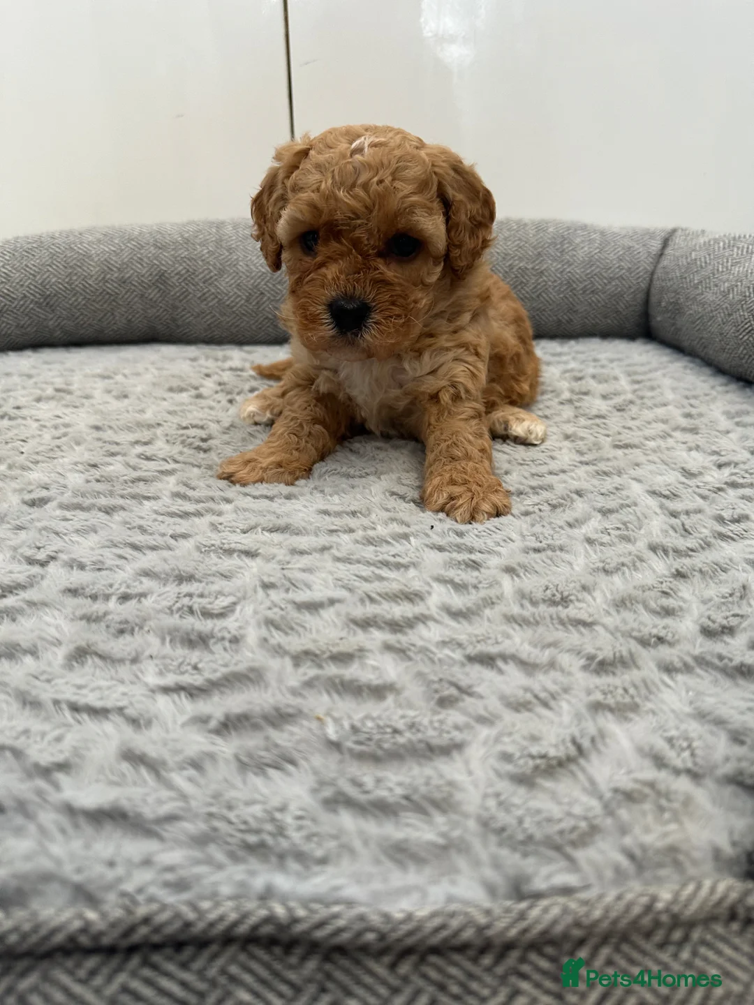 Cockapoo dogs for sale: Stunning miniature cockapoos - Advert 2