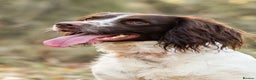 English Springer Spaniel dogs for sale: KC Springer Spaniel - working line - Advert 2
