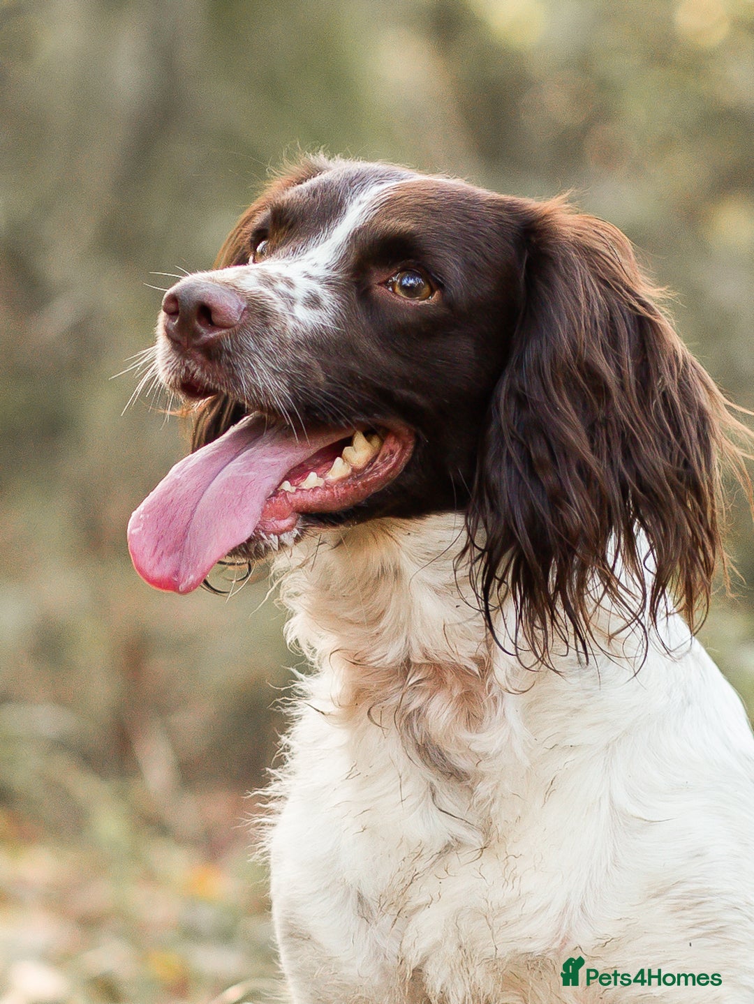 English Springer Spaniel dogs for sale: KC Springer Spaniel - working line - Advert 2