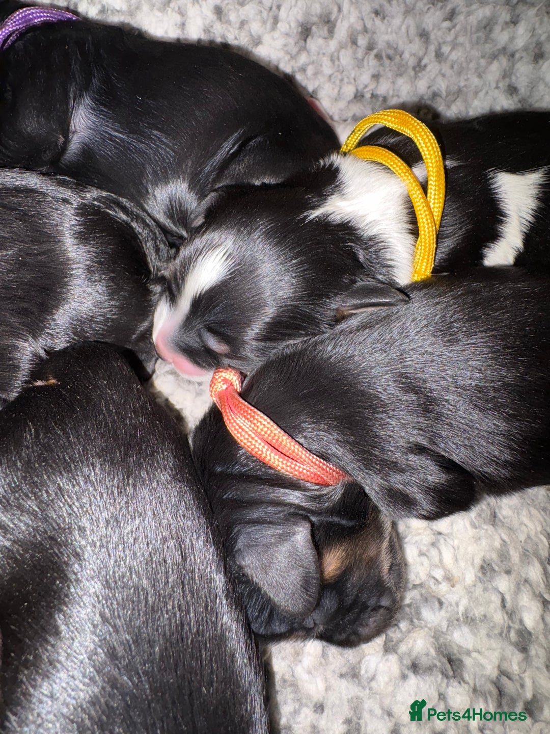 Mixed Breed dogs for sale: Beautiful Cavapoo puppies  - Advert 15