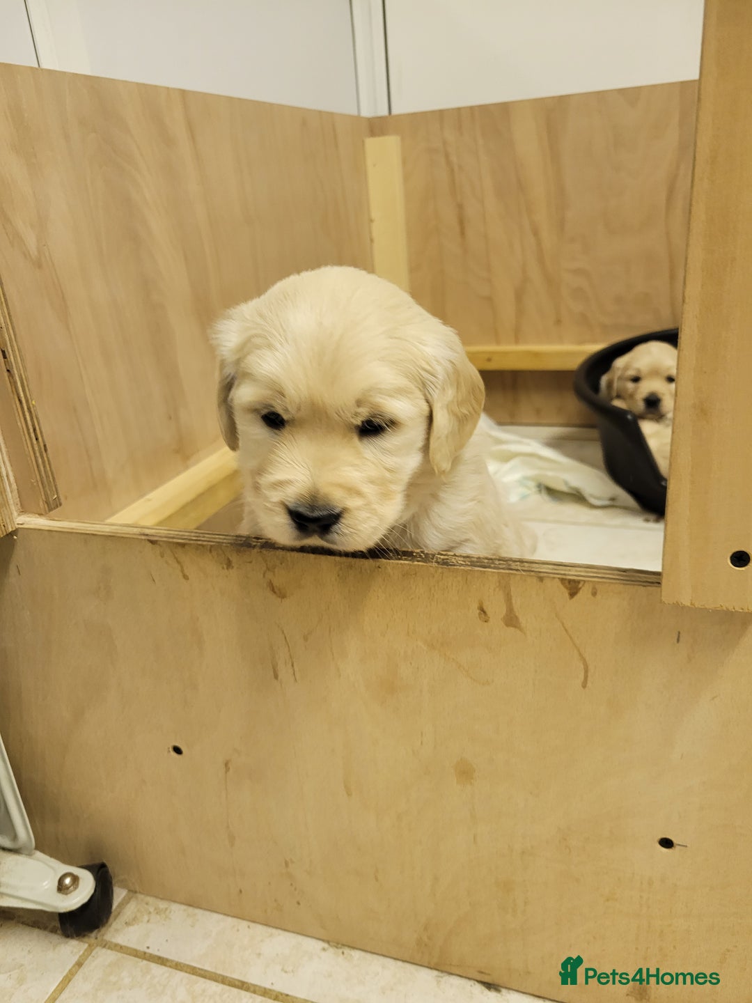 Golden Retriever dogs for sale: Golden retrievers  - Advert 5