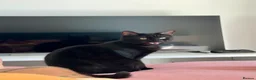 Domestic Shorthair cats for sale: Black/Grey Domestic Shorthair - Ambrose in London - Advert 4