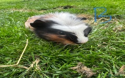 Guinea Pig rodents for sale: Female and male guinea pigs for sale  - Image 13