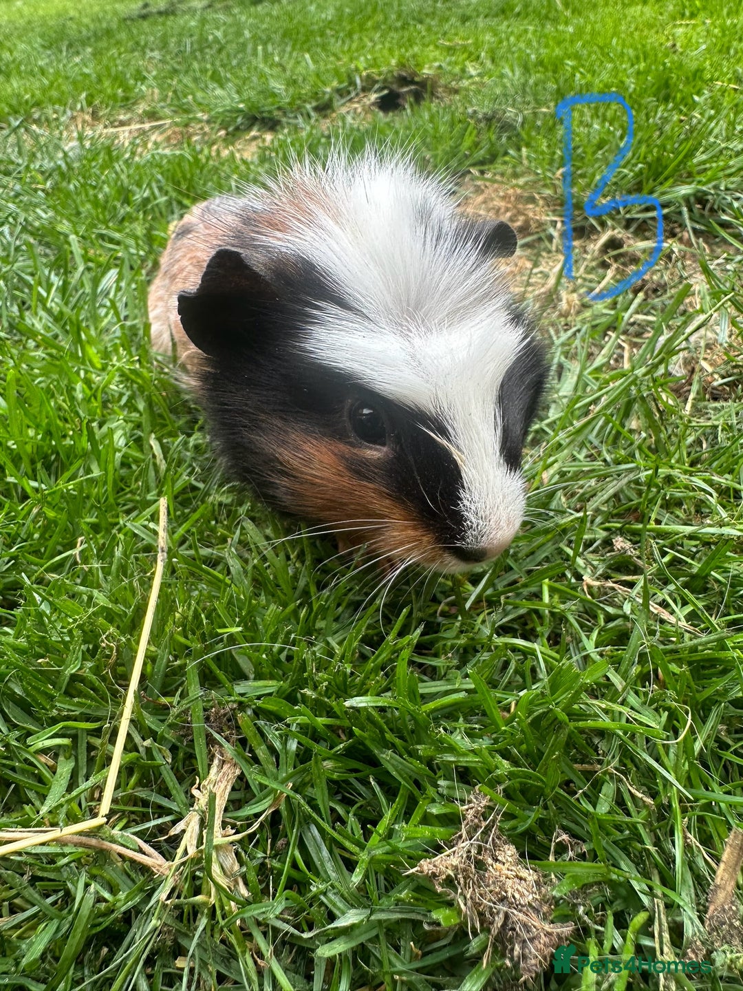 Guinea Pig rodents for sale: Female and male guinea pigs for sale  - Image 13