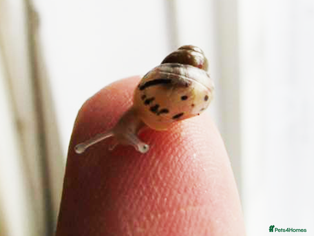 Snails invertebrates for sale: Giant African Land Snails - Image 3