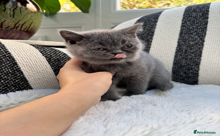 British Shorthair cats - Advert 13