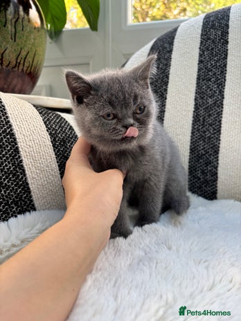British Shorthair cats - Advert 9