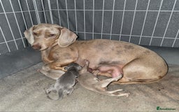 Miniature Dachshund dogs for sale: Stunning Minature Dachshund Babies - Image 8