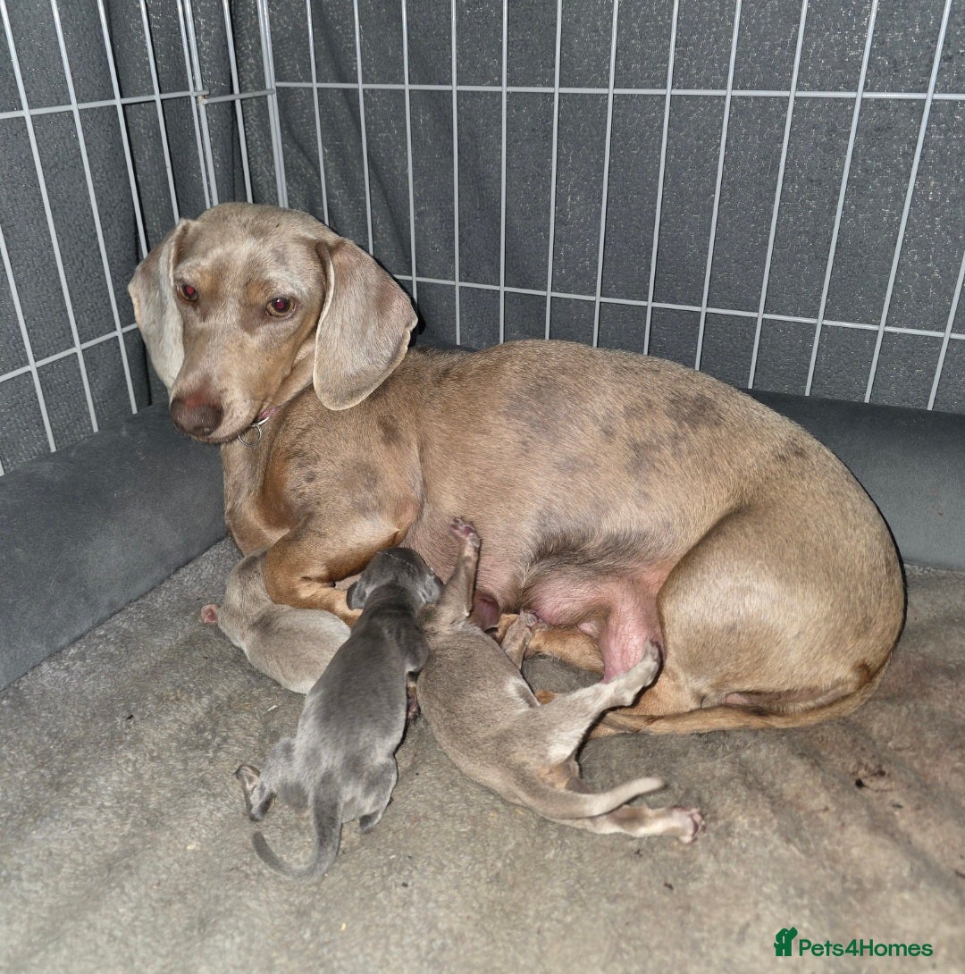 Miniature Dachshund dogs for sale: Stunning Minature Dachshund Babies - Image 8