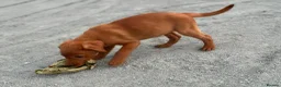 Labrador Retriever dogs for sale: KC Registered Mahogany Red Labrador Puppies - Advert 12