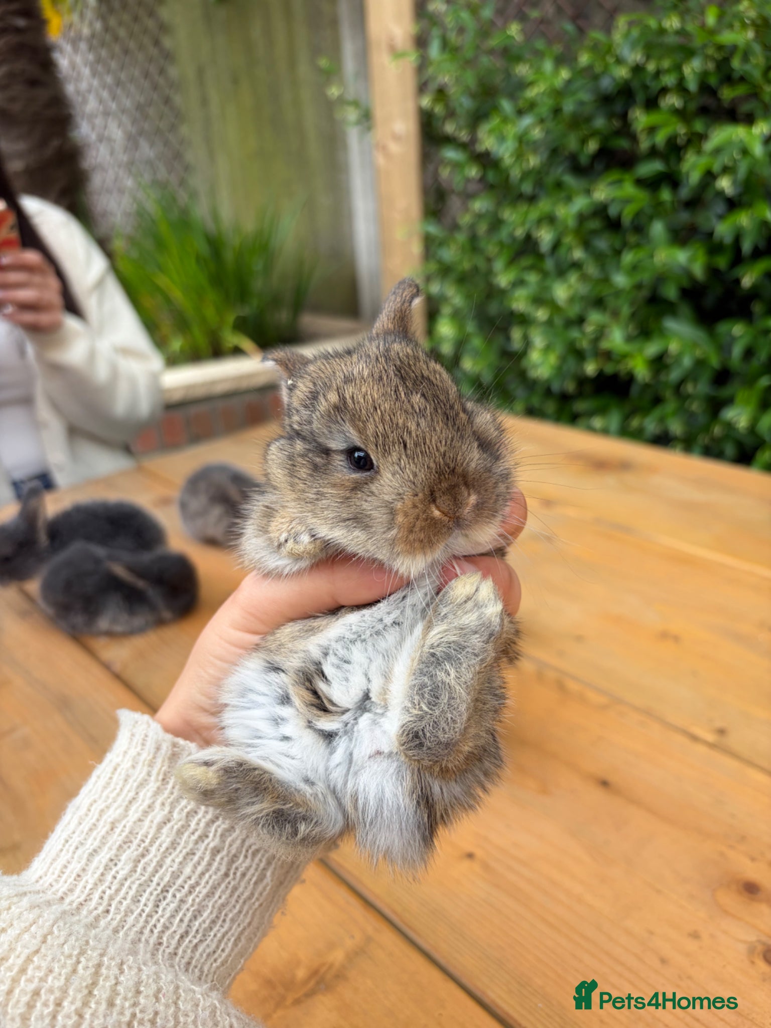 Mixed Breed rabbits Beautiful Lop Cross Baby Bunnies for sale  - Advert 2