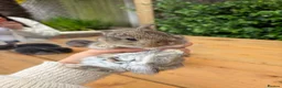 Mixed Breed rabbits for sale: Beautiful Lop Cross Baby Bunnies for sale  in Ferndown - Advert 2