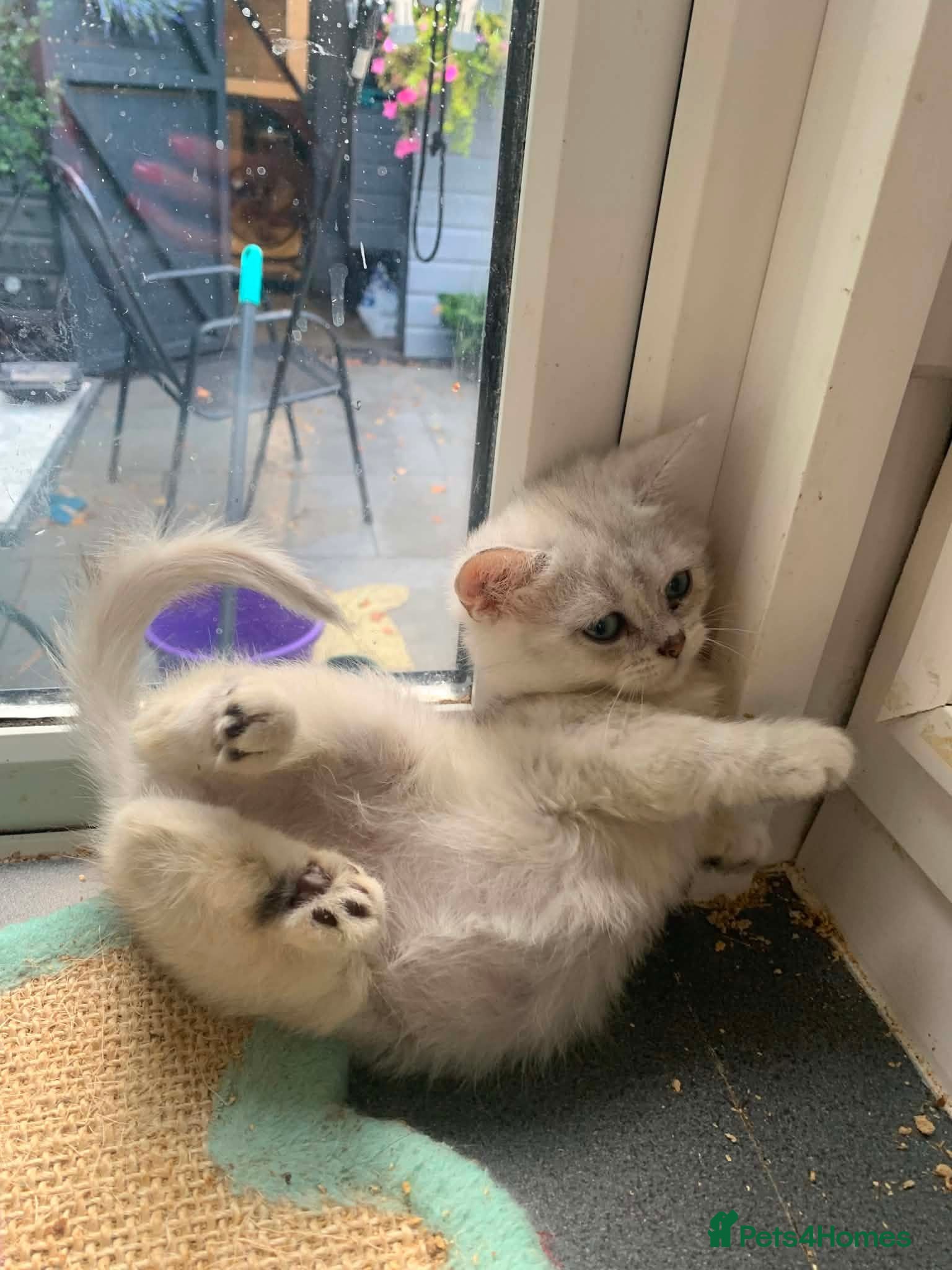 British Shorthair cats BSH 11 weeks old Rare Shaded colours  - Advert 2