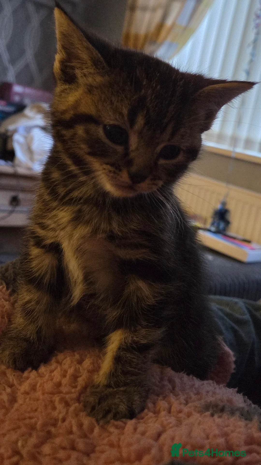 Mixed Breed cats for sale: Tabby kittens - Advert 3