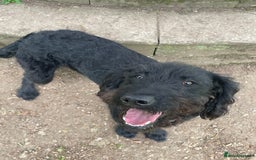 Labradoodle dogs for sale: Very lovely boy Bear 🐻  - Image 3