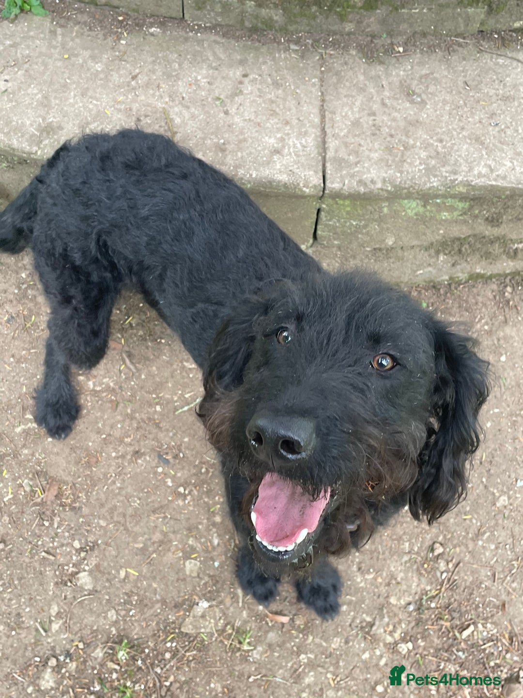 Labradoodle dogs for sale: Very lovely boy Bear 🐻  - Image 3