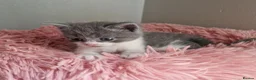 British Shorthair cats for sale: Beautiful blue little girl  - Advert 2