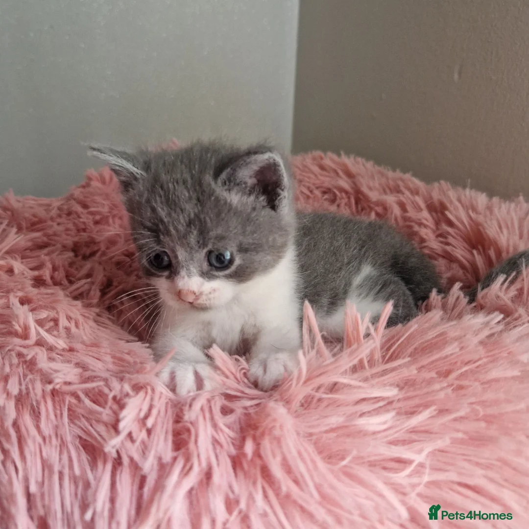 British Shorthair cats for sale: Beautiful blue little girl  - Advert 2