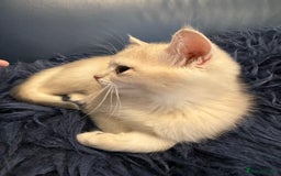 British Shorthair cats for sale: Ready pure AY12, NY12 Corin BSH  - Image 33