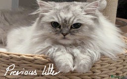 Persian cats for sale: Beautiful Quality Persian Chinchilla Kittens in London - Image 28