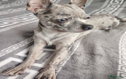 Chihuahua dogs for stud: Chihuahua for stud, grey merle - Image 7