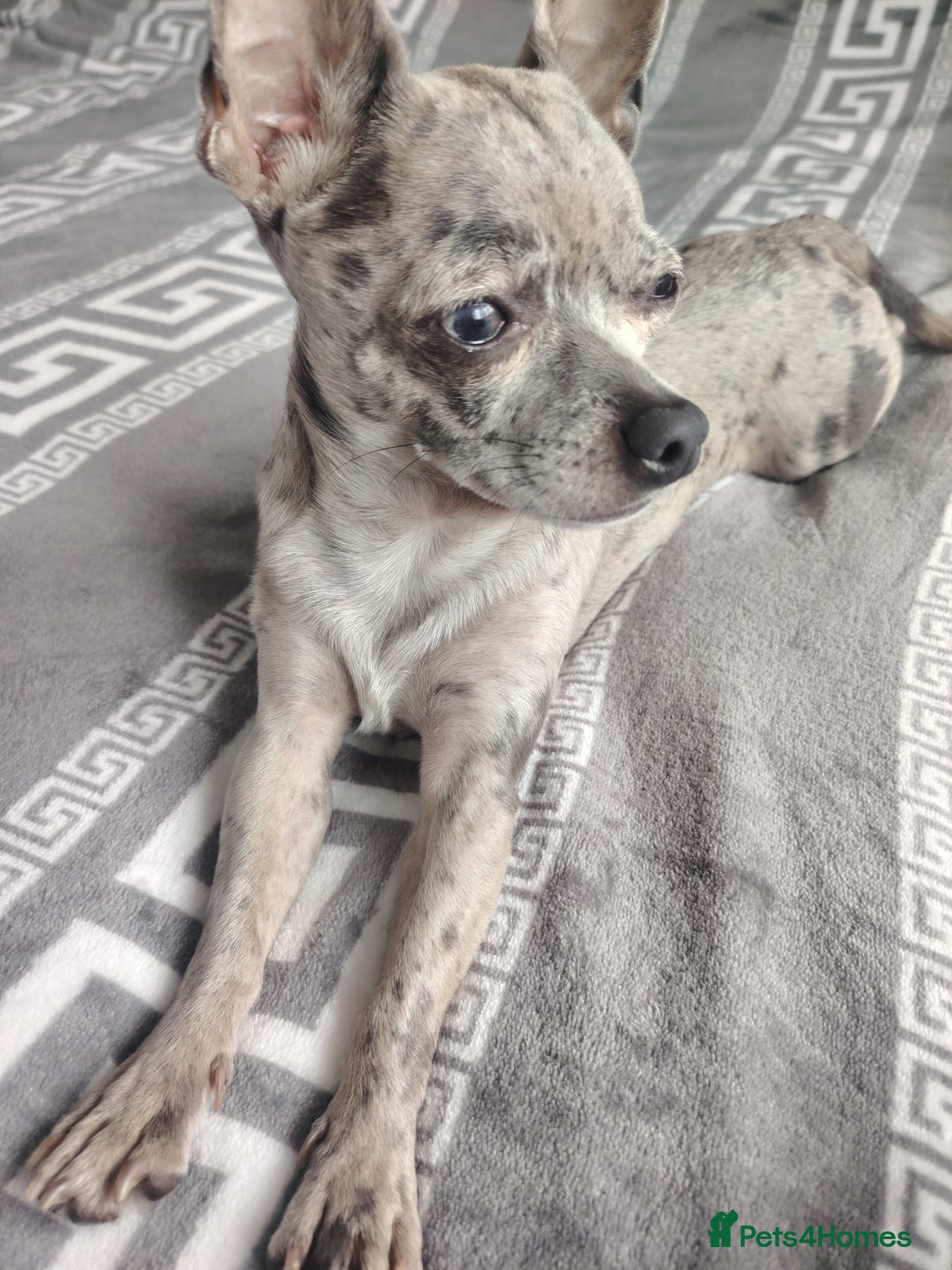 Chihuahua dogs for stud: Chihuahua for stud, grey merle - Image 7