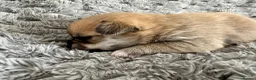 Pomchi dogs for sale: Beautiful Pomchi puppies  - Advert 3