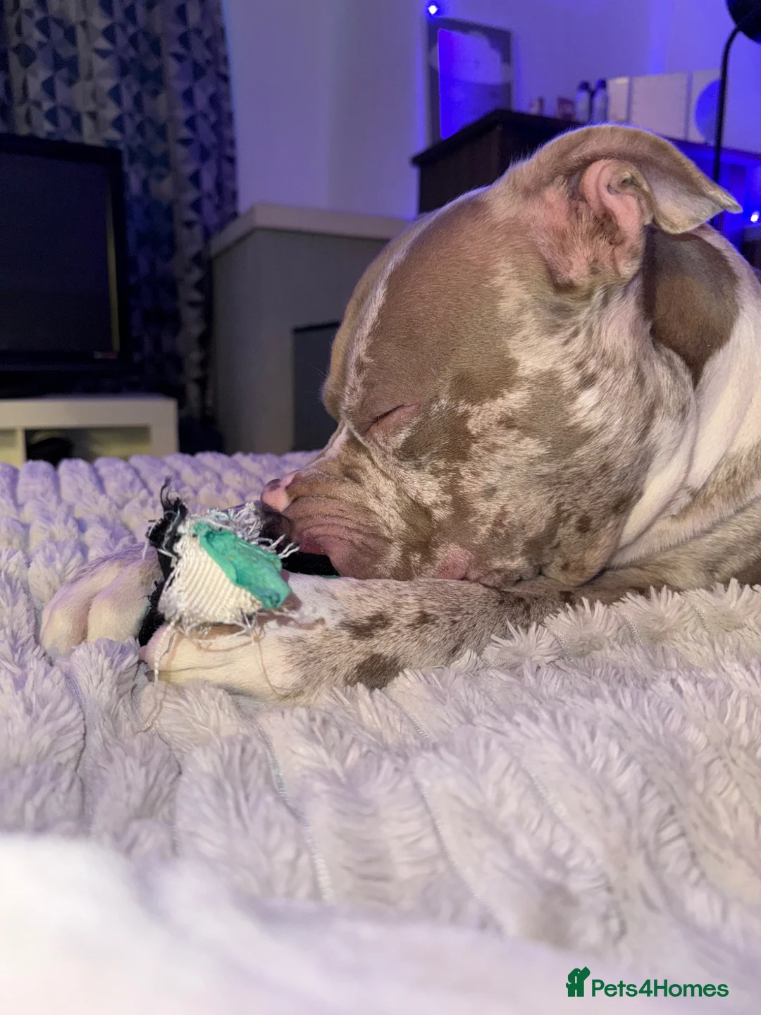 American Bully dogs for sale: 2 Year Old Female American Bully in Manchester - Advert 10