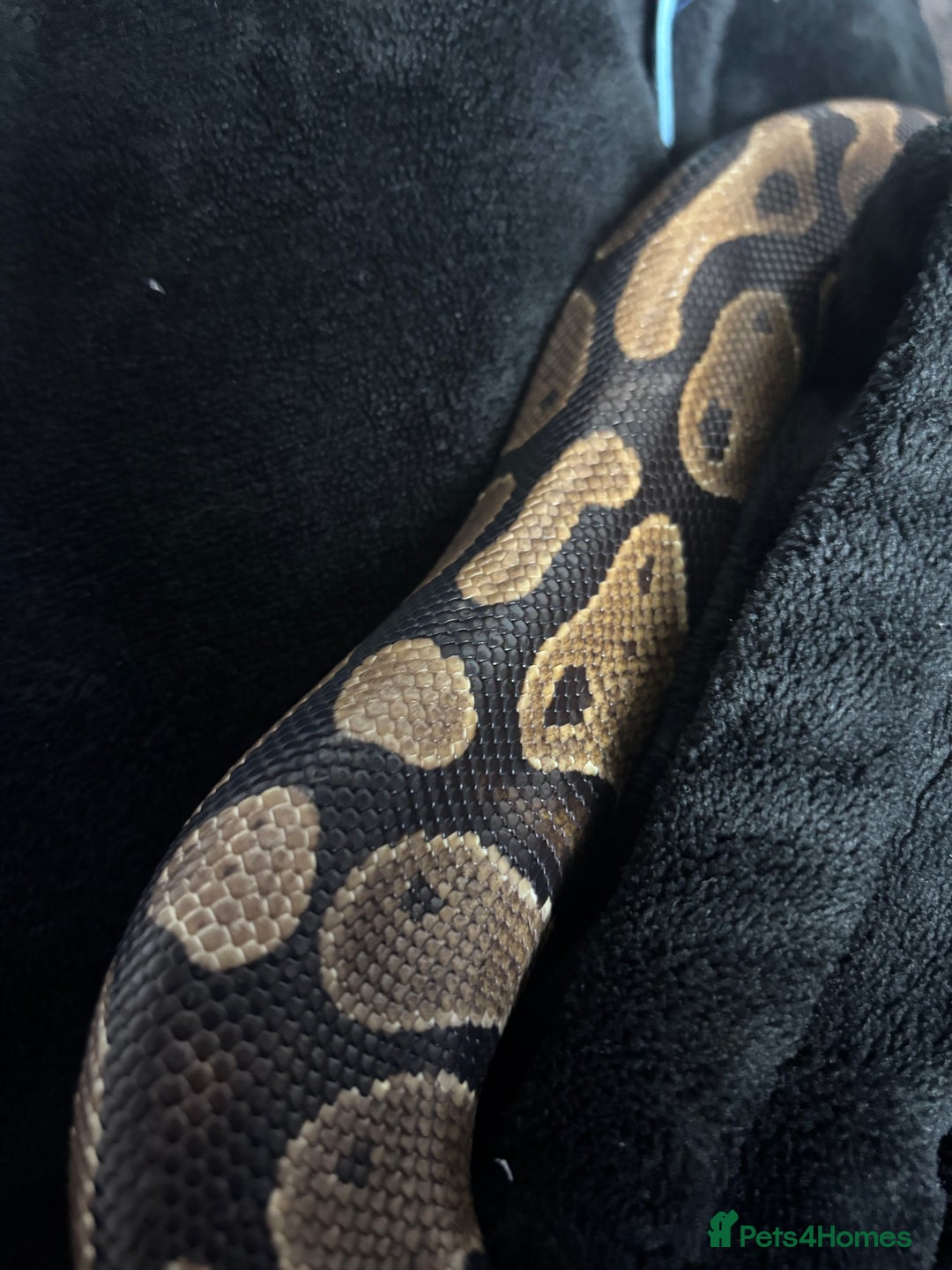 Python Snake reptiles for sale: royal python for sale 3 years old  - Advert 2
