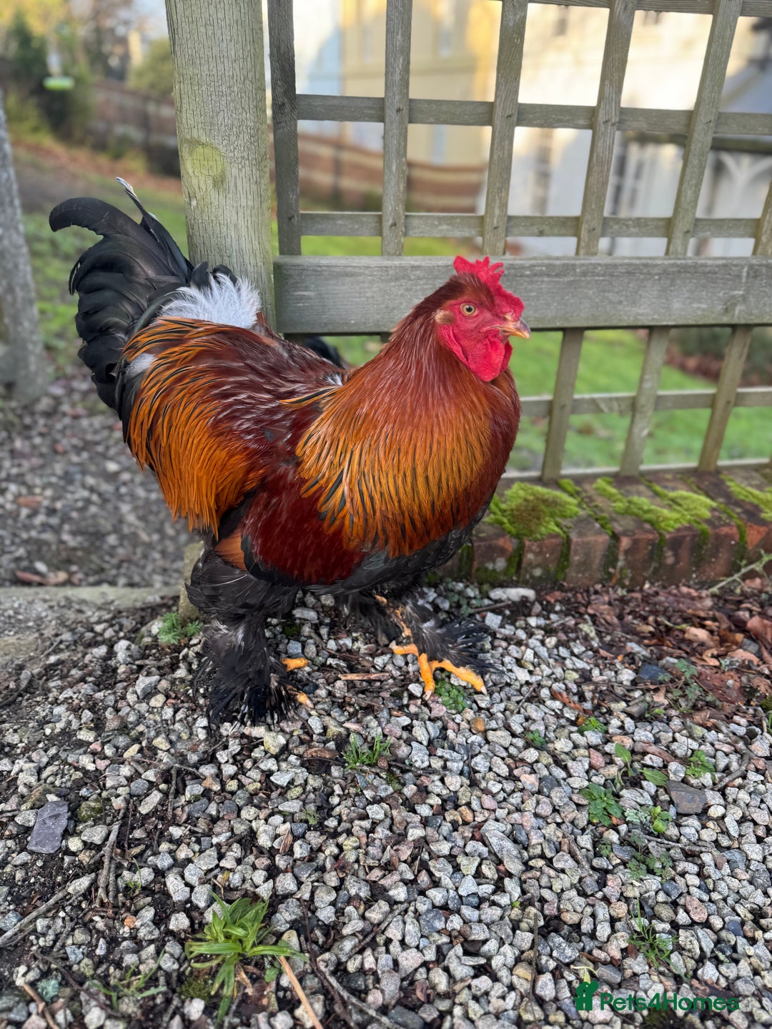 Chickens poultry for sale: Golden Partridge Barham - Advert 4