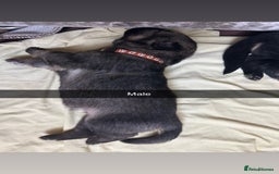 German Shepherd dogs for sale: 10 Germans Shepherd Puppys - Image 9