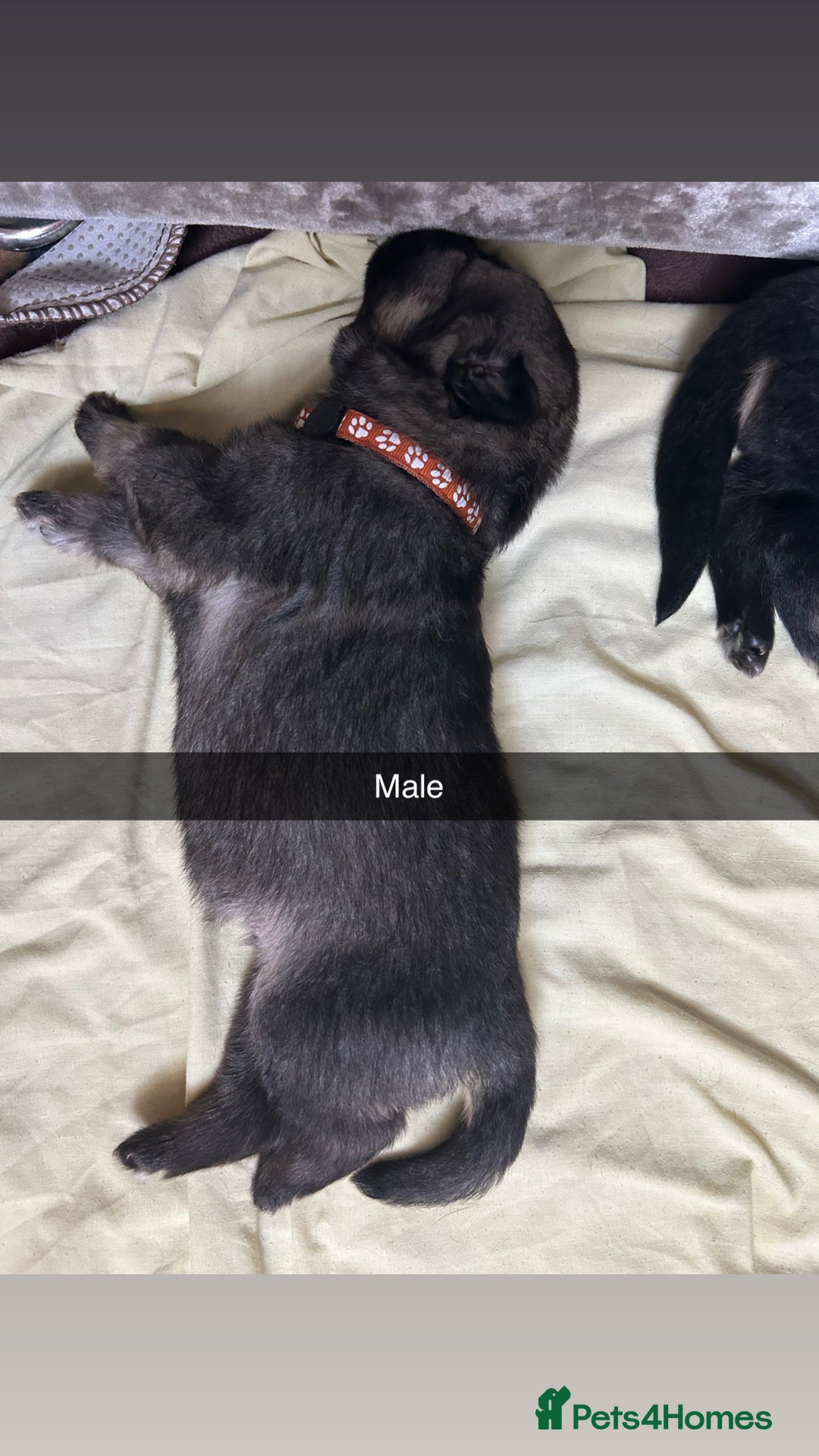 German Shepherd dogs for sale: 10 Germans Shepherd Puppys - Image 9