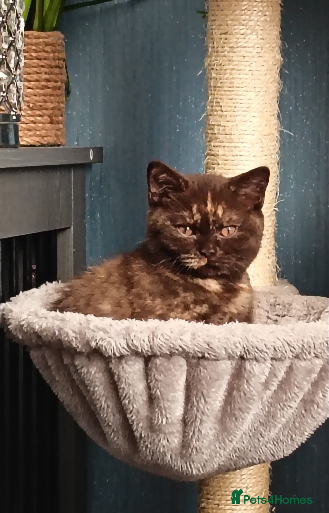 British Shorthair cats Beautiful GCCF Active Female - Advert 1