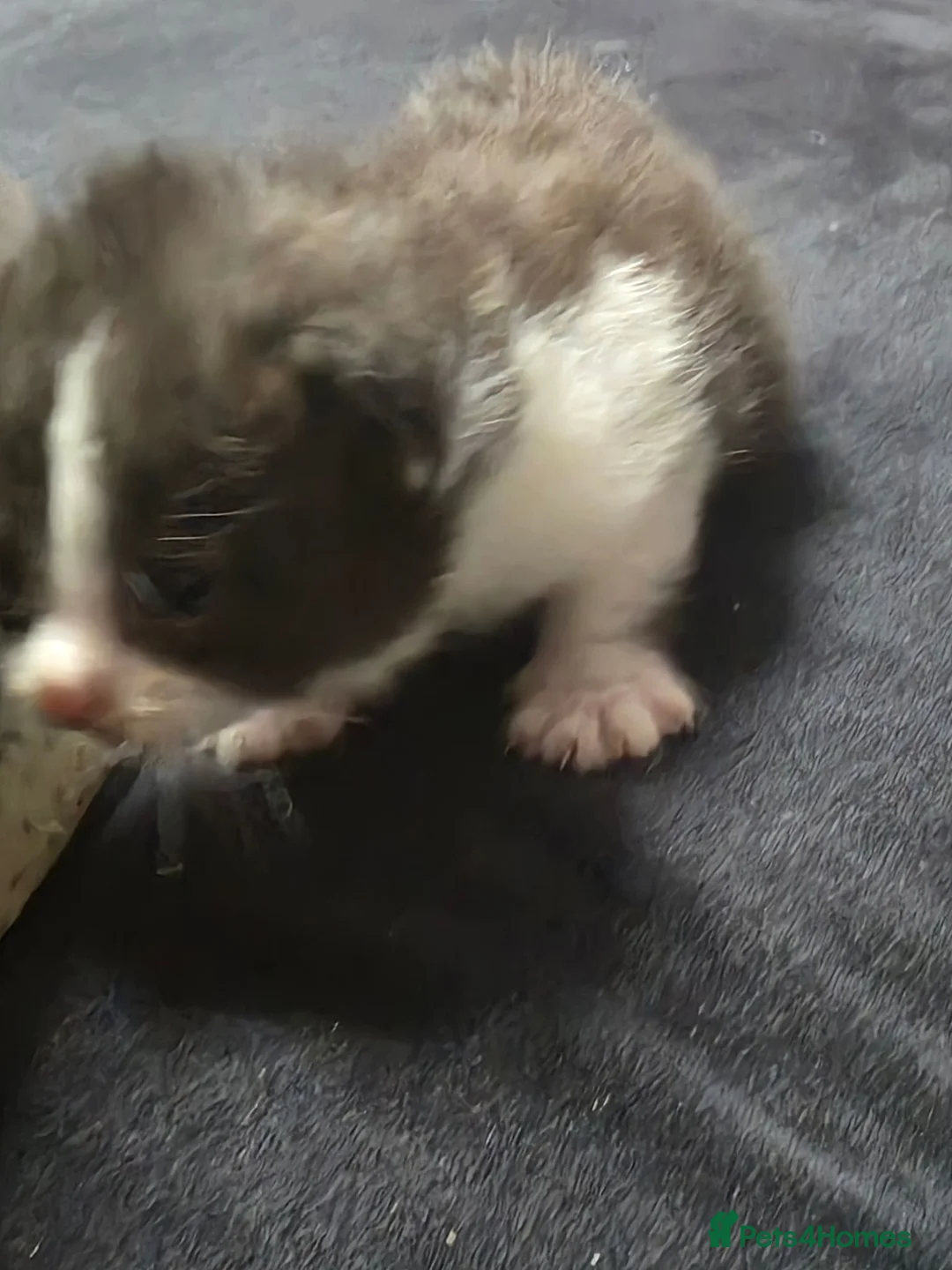 British Longhair cats for sale: Two male kittens - Advert 16