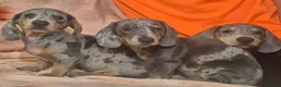 Dachshund dogs for sale: Daxhund puppies - Advert 4