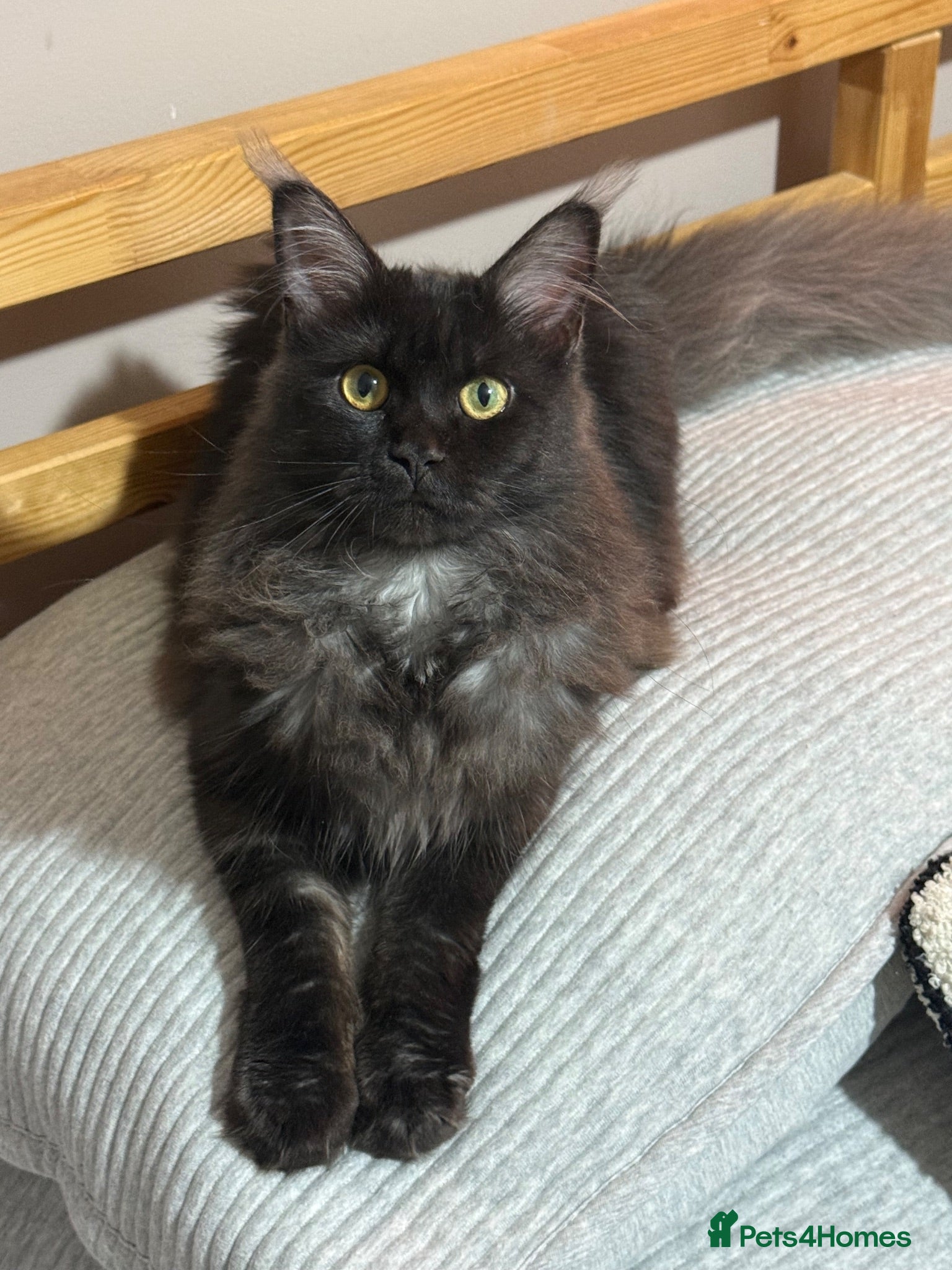 Maine Coon cats TICA Reg Black Smoke MaineCoon Female ACTIVE  - Advert 2