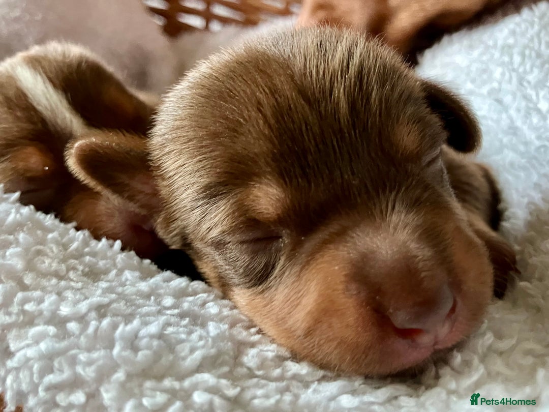 Jack Russell dogs for sale: Special Choc/tri boy Jack Russell dilute carriers  - Advert 2