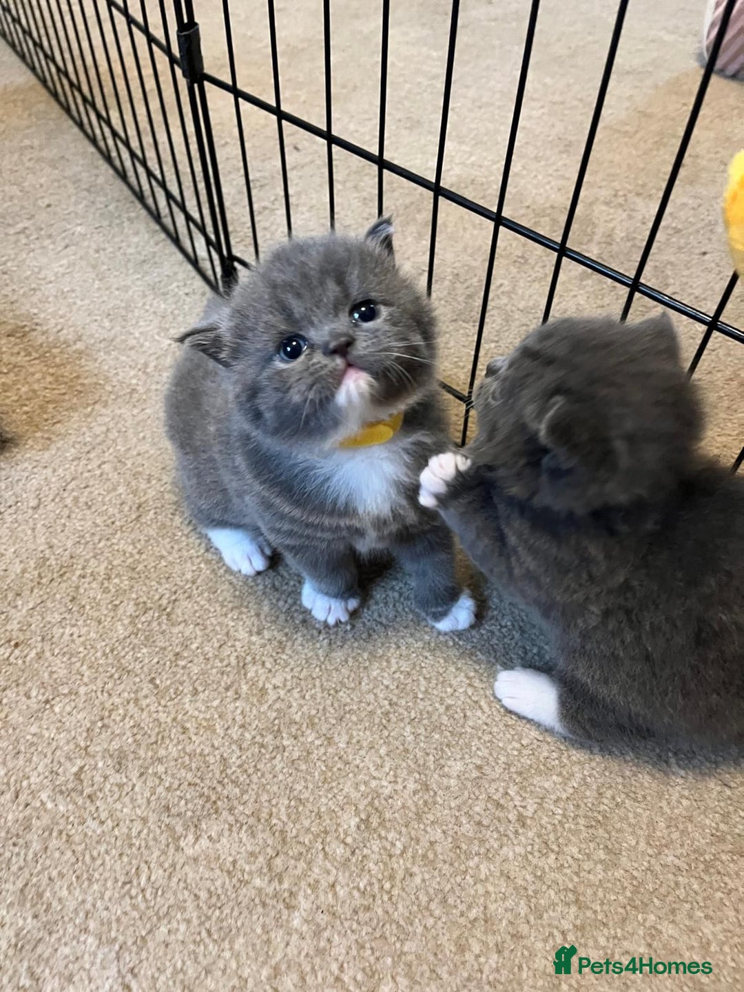 British Shorthair cats for sale: beautiful and cute kitten for sale  - Image 5