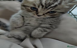 British Shorthair cats for sale: Stunning British Shorthair Kittens For Sale - Image 9