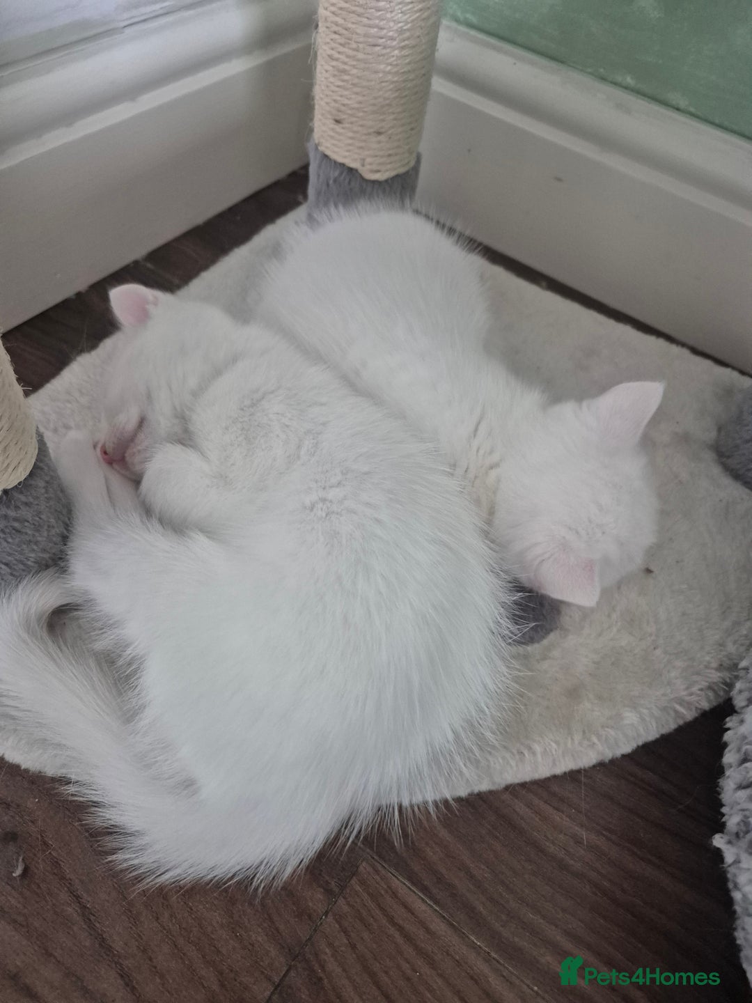 Mixed Breed cats for sale: Pure white kittens - Image 2
