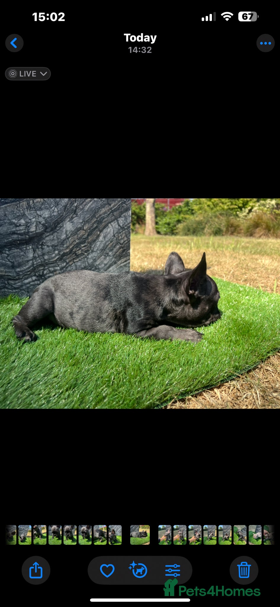 French Bulldog dogs for sale: French bulldog puppys  - Advert 13