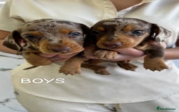 Miniature Dachshund dogs for sale: dappled miniature dachshund  - Image 3