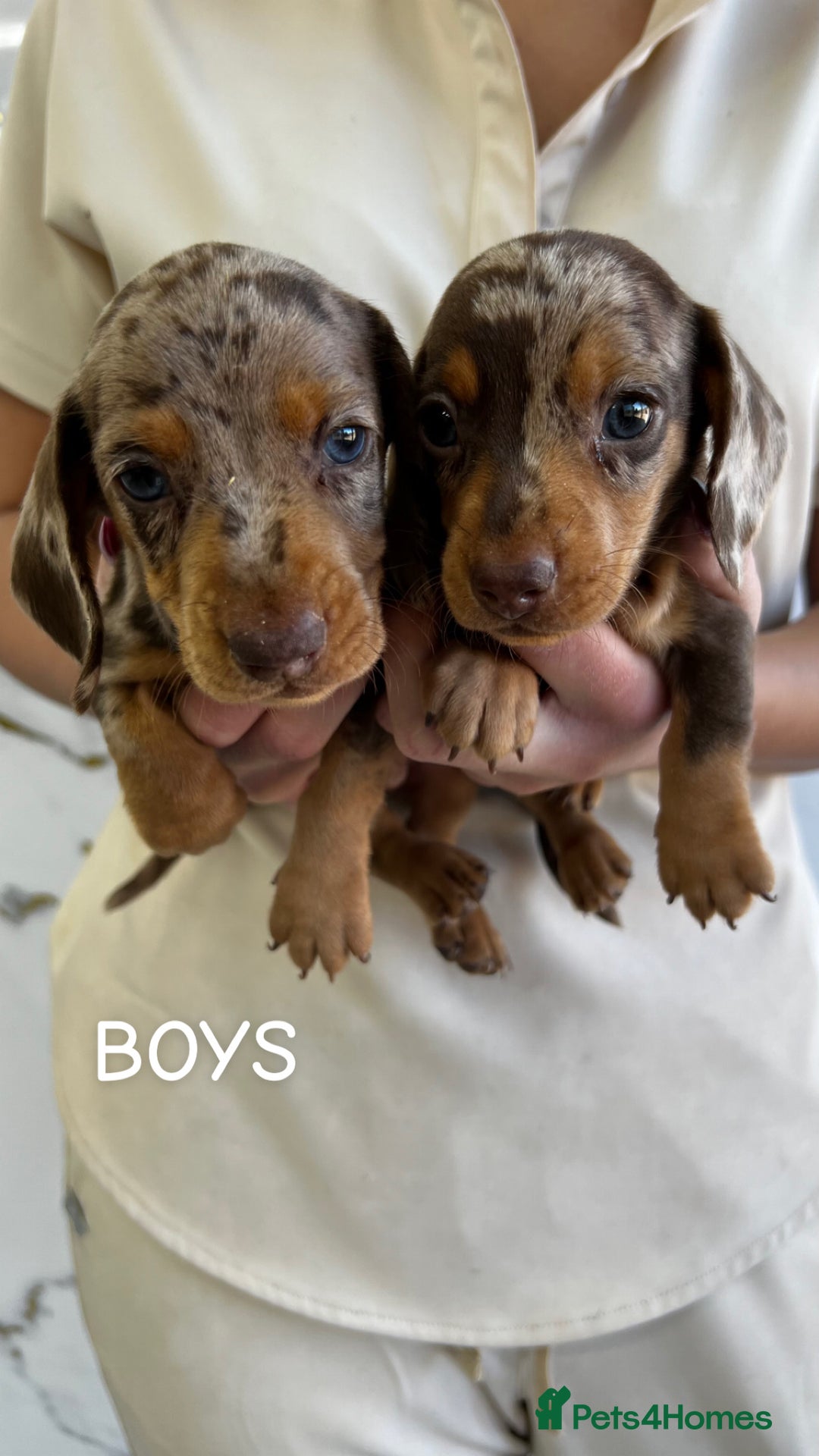 Miniature Dachshund dogs for sale: dappled miniature dachshund  - Image 3
