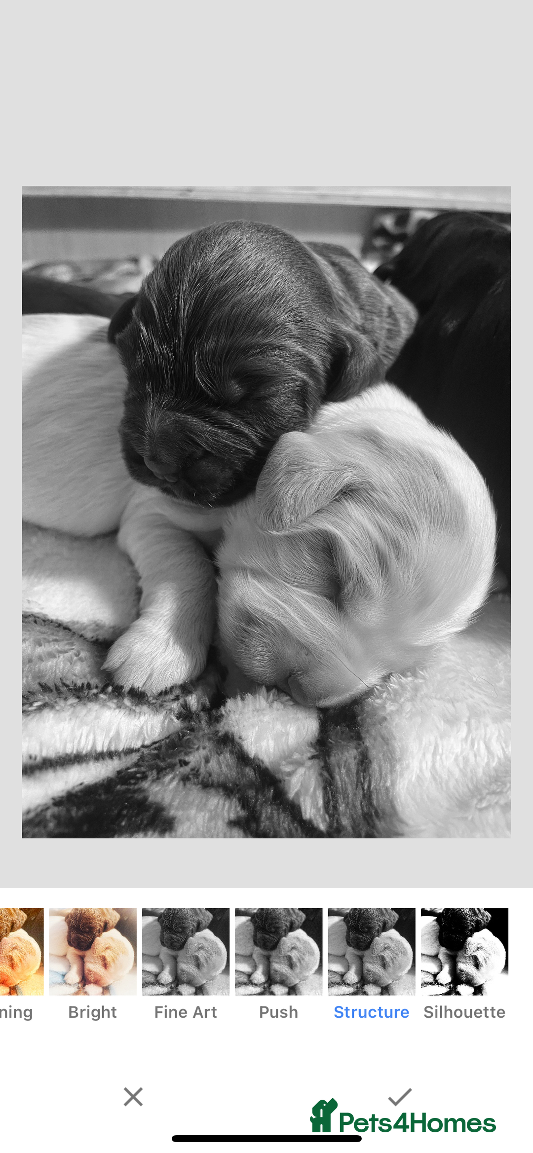 Cocker Spaniel dogs for sale: Puppies due 03/02/26 - Advert 9