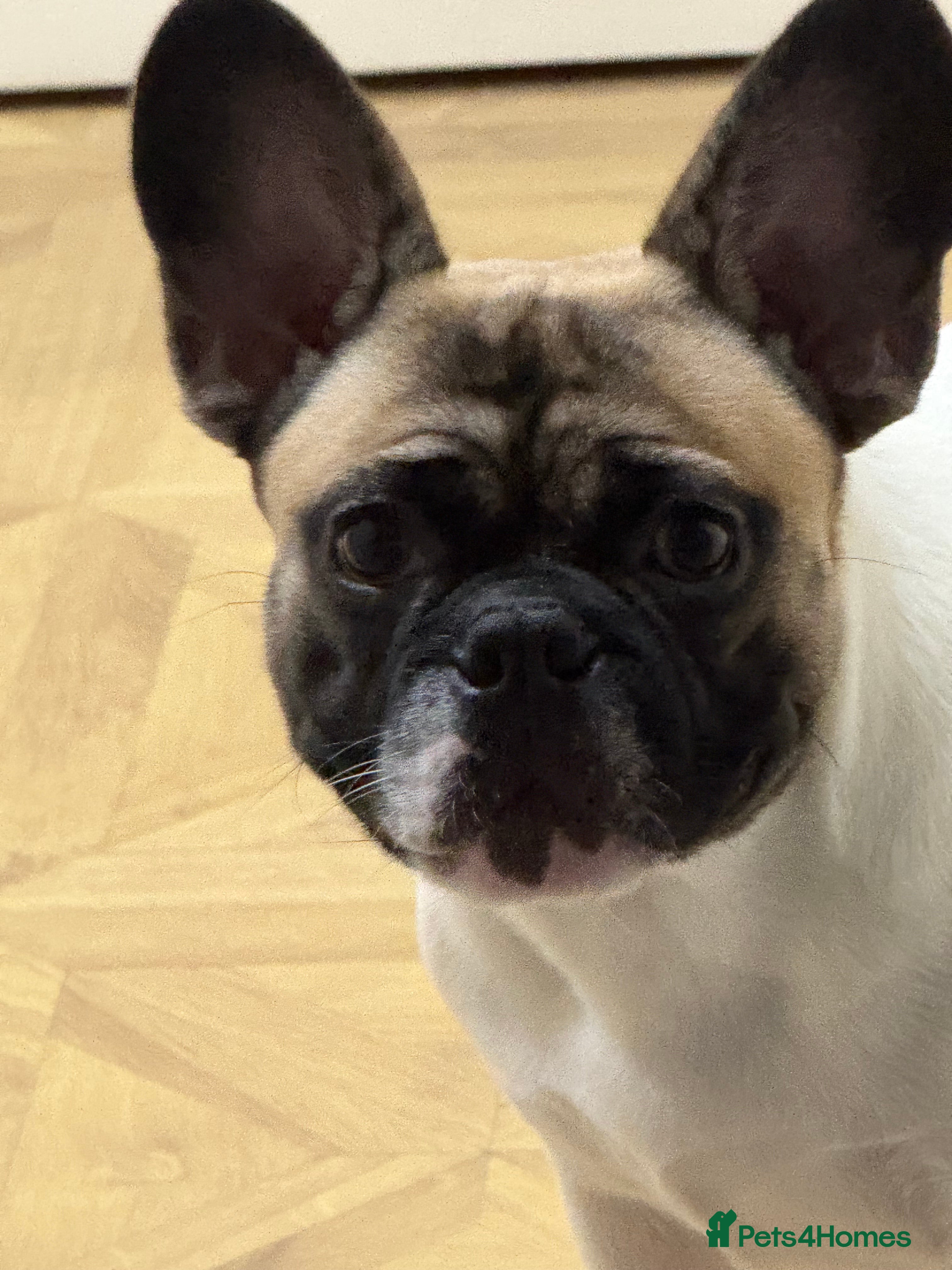 French Bulldog dogs French bulldog - Advert 1