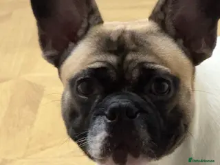 French Bulldog dogs French bulldog - Advert 1