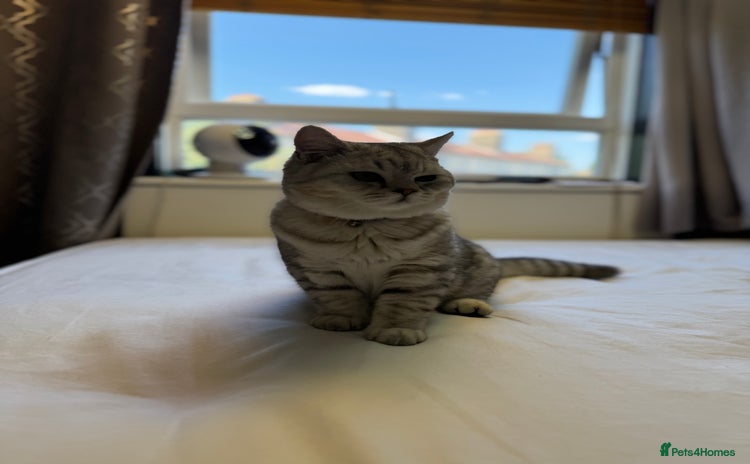 British Shorthair cats - Advert 1