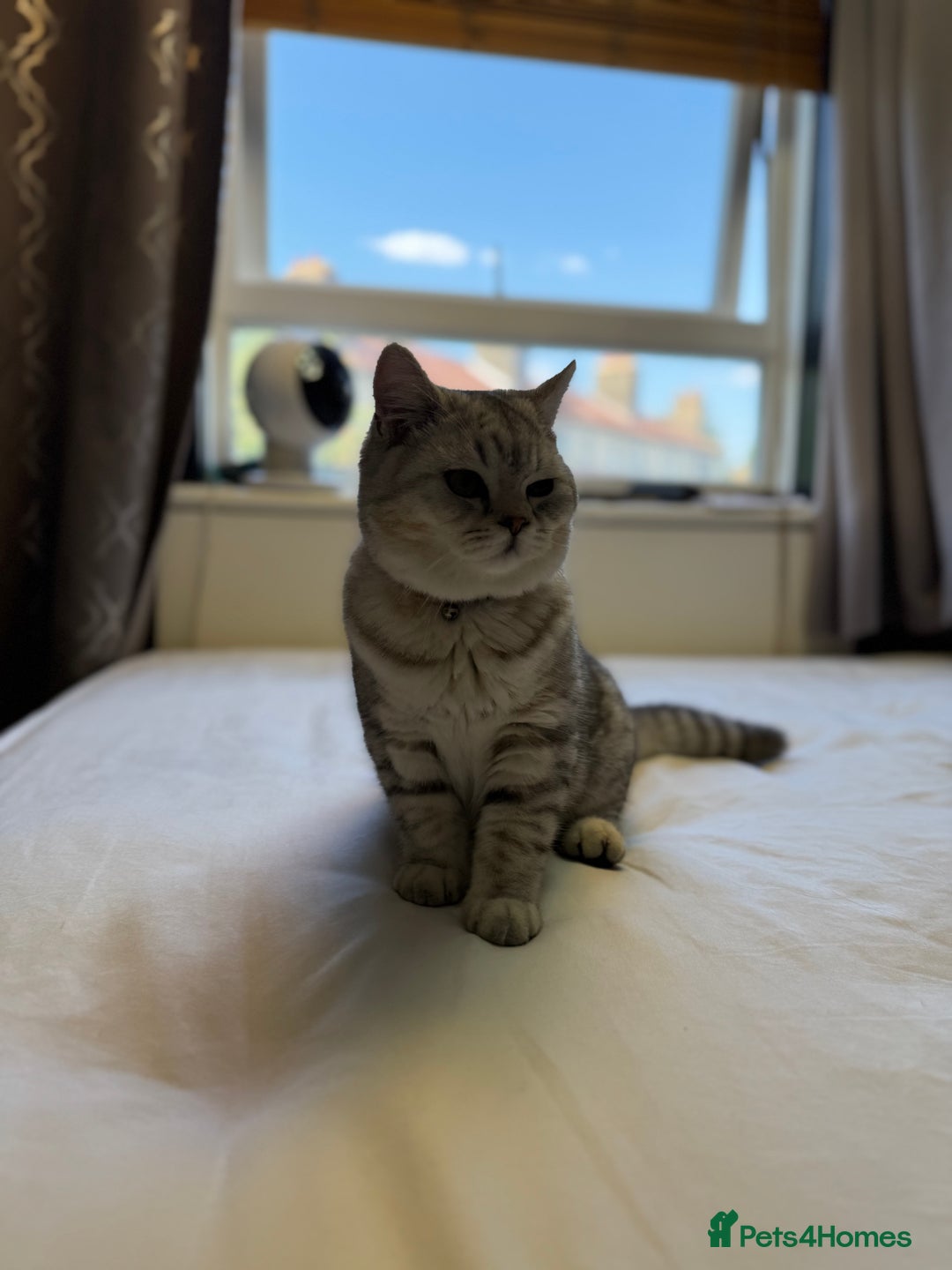 British Shorthair cats for sale: BSH kitten classic & chinchilla bloodline - Image 1